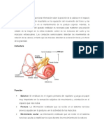 Aparato Vestibular