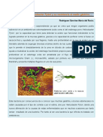 Los Estragos de Helicobacter Pylori y Su Resistencia Al Medio Gástrico