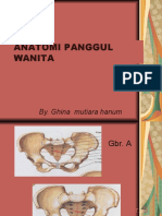 Anatomi Panggul