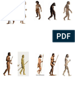 evolucion del hombre
