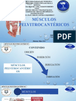 Músculos pelvitrocantéricos: origen, inserción, irrigación e inervación