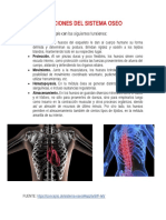 Funciones del sistema óseo: estructura, protección, movimiento