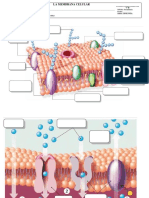 Membrana Celular