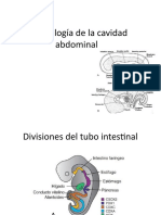 Embriología de La Cavidad Abdominal