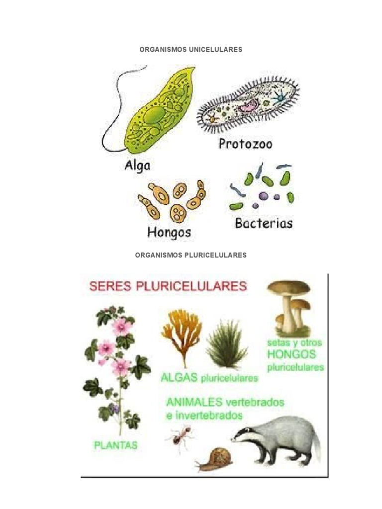 Organismos Unicelulares Pluri Multi | PDF