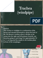 Trachea (Windpipe)