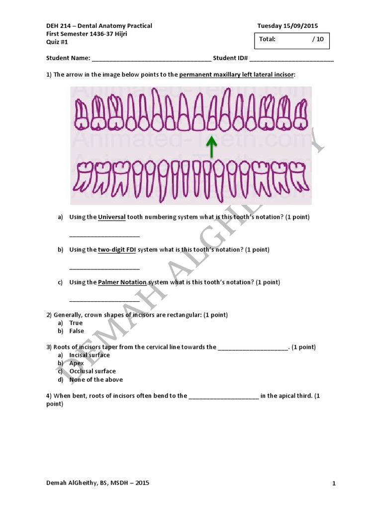 Dental Anatomy Quiz 1 SW PDF Human Head And Neck Mouth