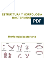 Estructura y Morofologia Bacteriana