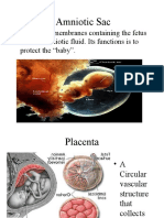 Amniotic Sac: - The Bag of Membranes Containing The Fetus and The Amniotic Fluid. Its Functions Is To Protect The "Baby"