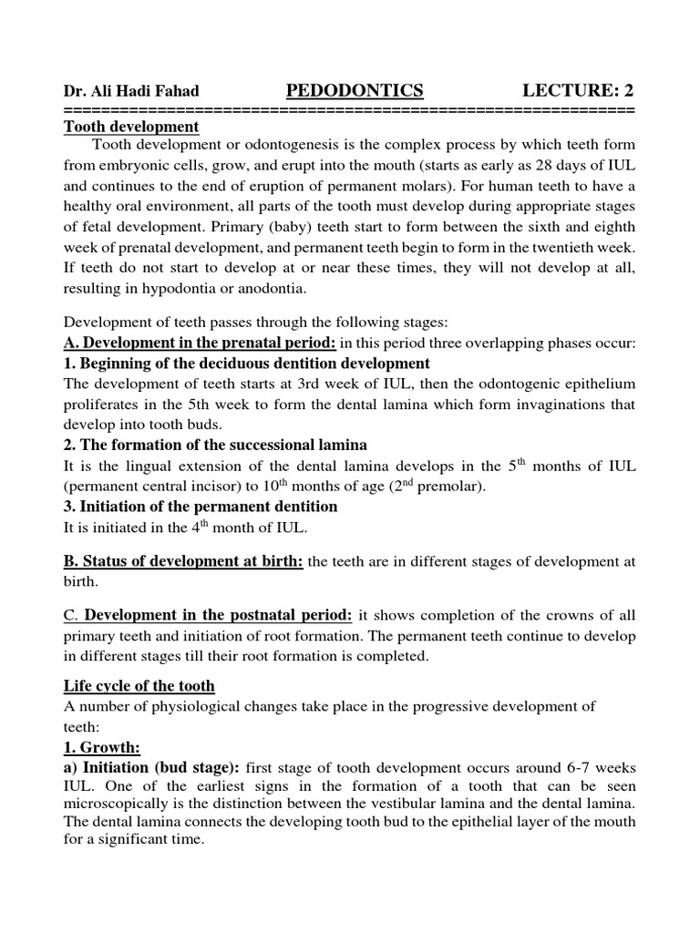 Stages of Tooth Development and Eruption | PDF | Tooth | Dental Anatomy