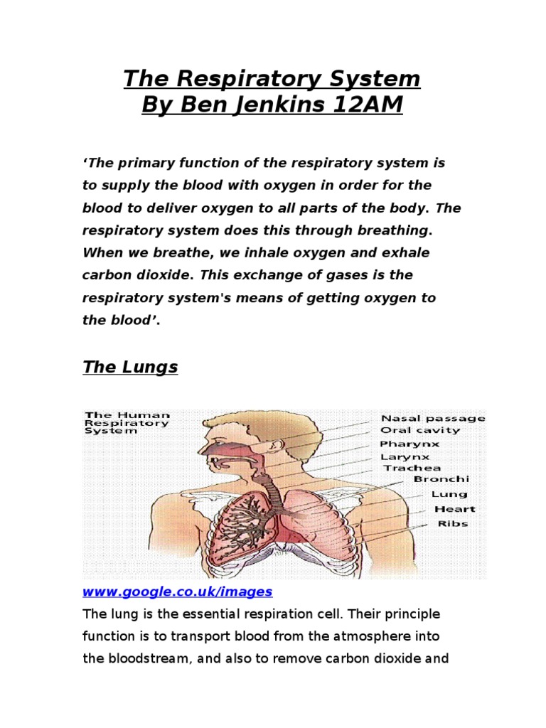 Show Respiratory system and functions | Lung