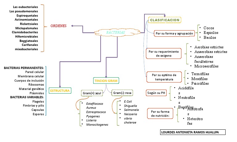 Clasificación y Estructura de Bacterias | PDF | Las bacterias | Procariota