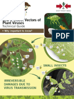 BIG 3 Insect Vectors of Plant Viruses
