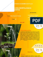 Clasificación morfológica de las plantas