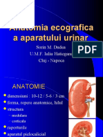 Anatomia ecografica aparat urinar 1