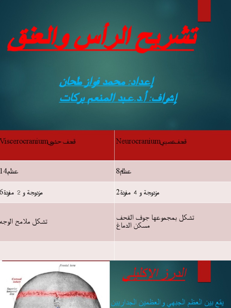 تشريح الرأس والعنق عظميا