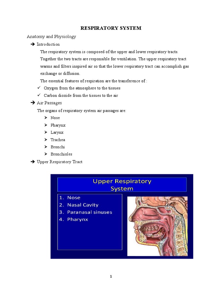 Overview of the Respiratory System | PDF | Lung | Respiratory Tract