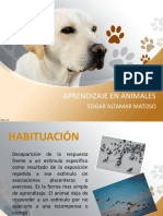 Aprendizaje en Animales