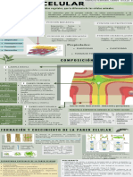 Infografía de Pared Celular - Carmen Rodriguez