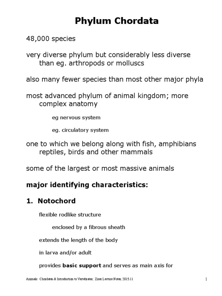 Phylum Chordata & Vert Intro | PDF | Skeleton | Vertebrates