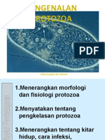 B 2. Pengenalan Protozoa