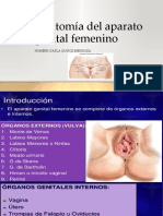 Anatomía Del Aparato Genital Femenino