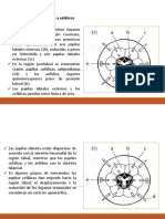 S9T Organos Sensoriales, Reproduccion, Ciclo