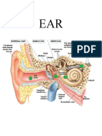 Anatomy Ear