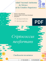 Criptococcus neoformans 
