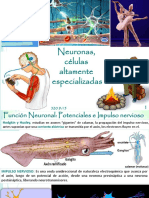 Biologia-Neurona Sinapsis