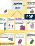 Mapa Organeloss de Sintesis