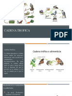 La cadena trófica: flujo de energía en los ecosistemas