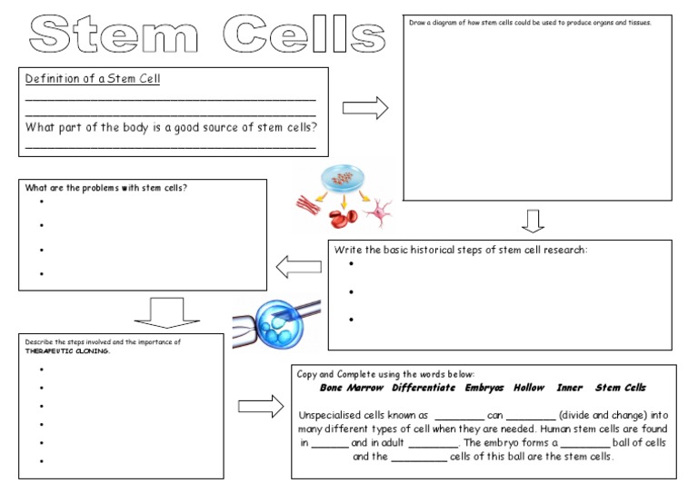 Understanding Stem Cells and Their Uses | PDF