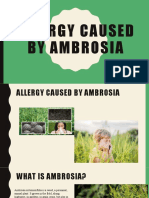 Allergy by Ambrosia