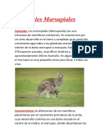 Marsupiales: Mamíferos con bolsa marsupial