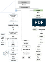 Mapa Conceptual CCN y Plácodas