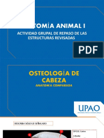 Anatomía animal I: repaso de estructuras óseas de la cabeza