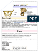 Anatomía Pélvica