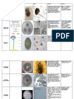 Hongos Micromicetos
