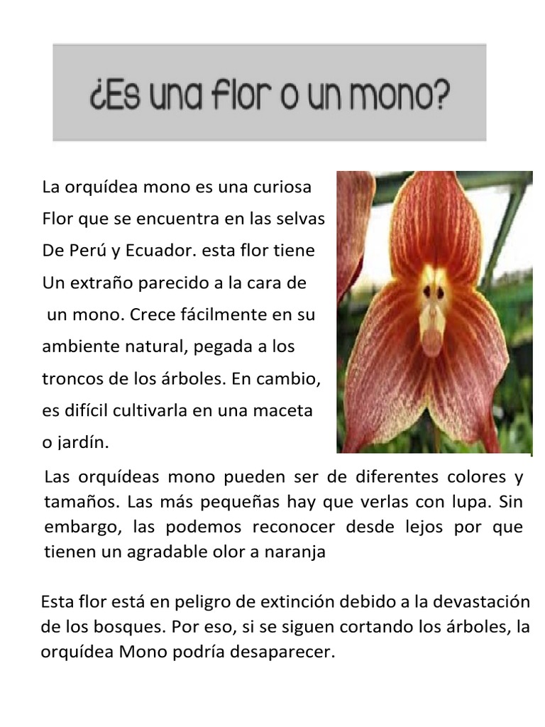 Es Una Flor o Un Mono 1 | PDF | Orchidaceae | Jardinería