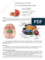 Anatomia Macroscópica do Diencéfalo