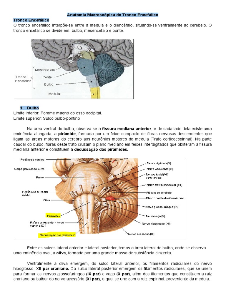 Anatomia do Tronco Encefálico | PDF | Neuroanatomia | Tronco cerebral