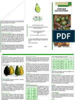 Avocado Production Cultivation