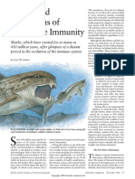 Sharks and The Origins of Vertebrate Immunity