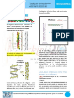 10-B-13-03 Colageno