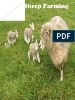 Sheep Farming