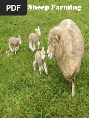 Sheep Farming