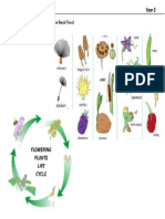 Quiz Life Cycle Fo Flowering Plants and Seed Dispersal