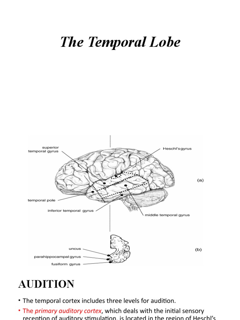 The Temporal Lobe Biology Diagrams