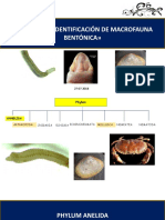 Induccion Determinacion Macrofauna Bentonica